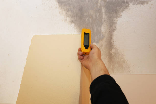 Best Mold Remediation for Rental Properties  in Cartervle, IL