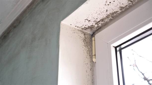 Best Attic Mold Removal  in Cartervle, IL