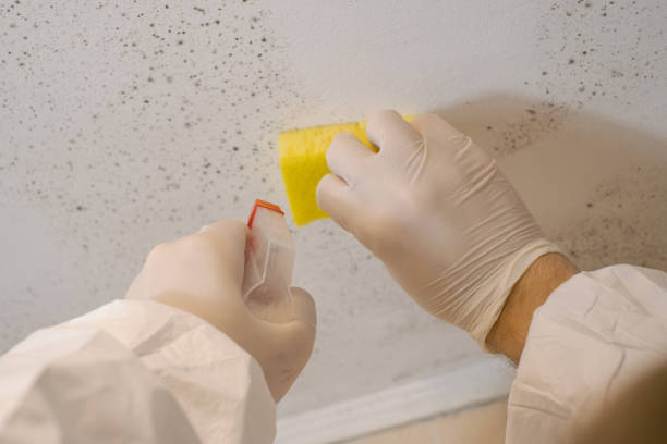 Best Commercial Mold Inspection  in Cartervle, IL